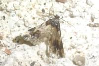 Ligdia adustata