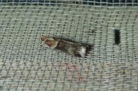 Acrobasis tumidana