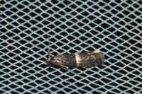 Elegia similella