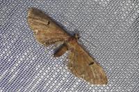 Eupithecia assimilata