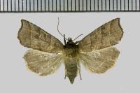 Ipimorpha retusa