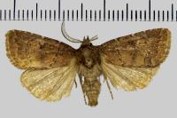 Rusina ferruginea