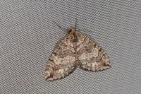 Hydriomena furcata