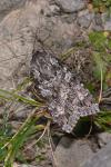 Eurois occulta