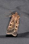 Chersotis oreina