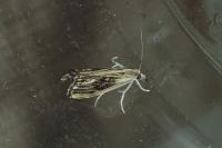 Catoptria verellus