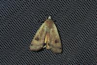 Noctua pronuba