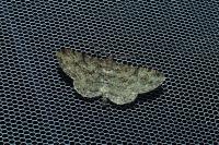Peribatodes rhomboidaria rhomboidaria