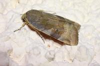Noctua janthe/janthina