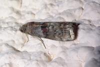 Phycita roborella