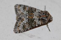 Hecatera dysodea