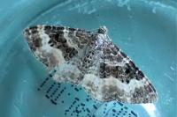 Epirrhoe alternata