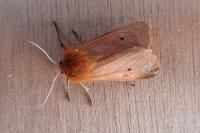 Phragmatobia fuliginosa