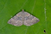 Scotopteryx octodurensis octodurensis