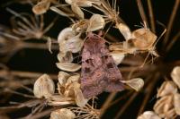 Xestia stigmatica