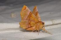 Selenia lunularia
