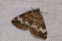 Perizoma alchemillata