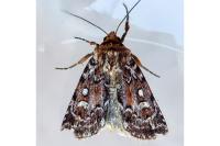Lycophotia porphyrea