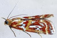 Acrobasis porphyrella