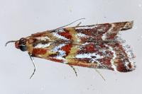 Acrobasis porphyrella