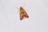 Pyrausta ostrinalis