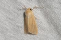 Mythimna