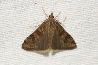 Nomophila noctuella