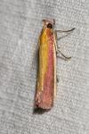 Oncocera semirubella