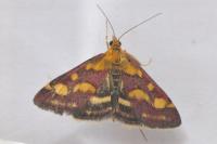 Pyrausta purpuralis