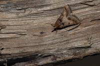 Stemmatophora brunnealis