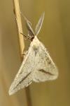 Aspitates gilvaria