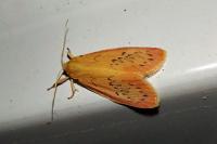 Miltochrista miniata