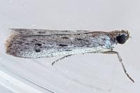 Phycitodes albatella