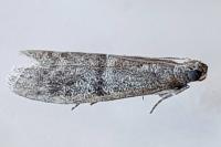 Ephestia