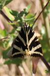 Euplagia quadripunctaria