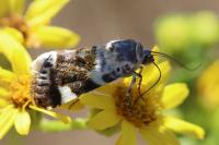 Acontia lucida