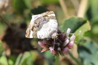 Acontia lucida