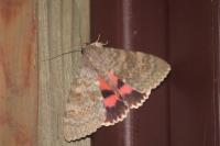 Catocala elocata
