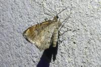 Xanthorhoe spadicearia/ferrugata