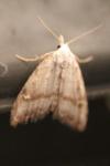 Nola aerugula