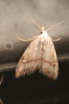 Nola aerugula