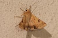 Heliothis peltigera