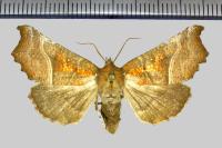 Scoliopteryx libatrix