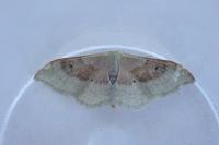 Idaea degeneraria