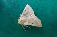 Crocallis elinguaria