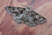 Cleorodes lichenaria