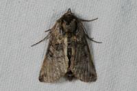 Abrostola tripartita