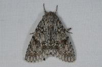 Acronicta aceris