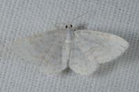 Asthena albulata