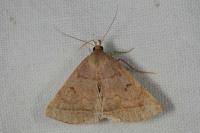 Zanclognatha lunalis